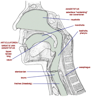 Het Aanzetstuk (Vocal Tract): Mond- Neus en Keelholte vanaf de stemspleet tot aan de lippen